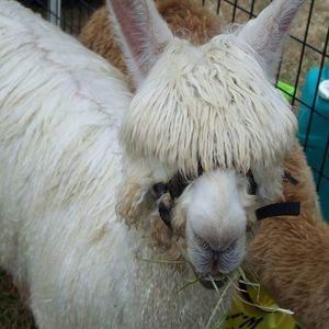 Meet your Posher, Lynn